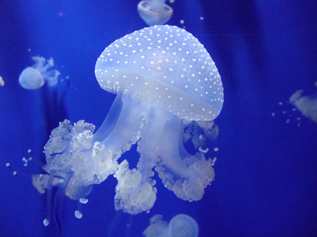 GENOVA, I CARRUGGI E… L’ACQUARIO