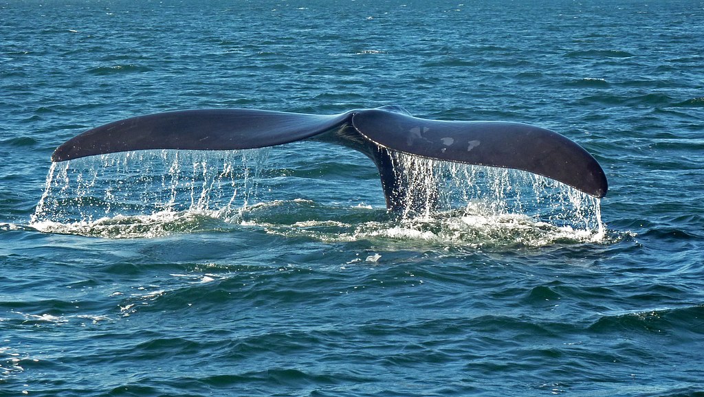 Genova e crociera avvistamento balene