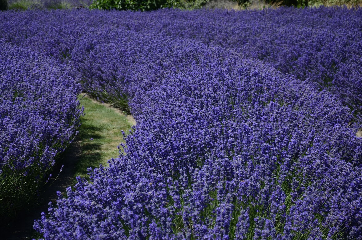 IN PROVENZA PER LA FIORITURA DELLA LAVANDA