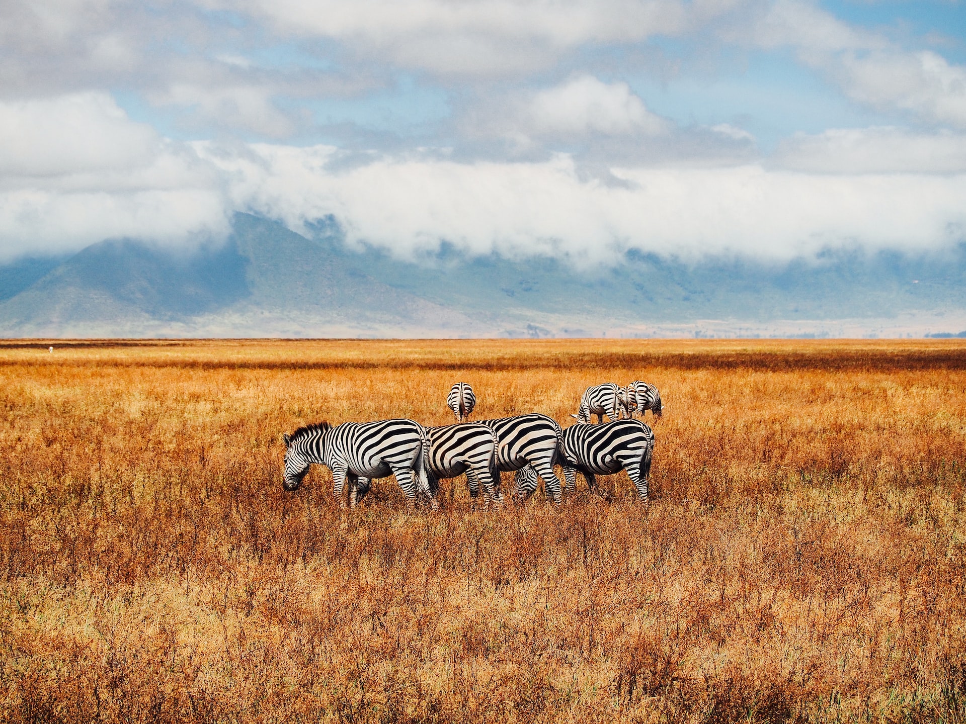 Foto di Jorge Tung | Unsplash Licence TANZANIA EXPERIENCE