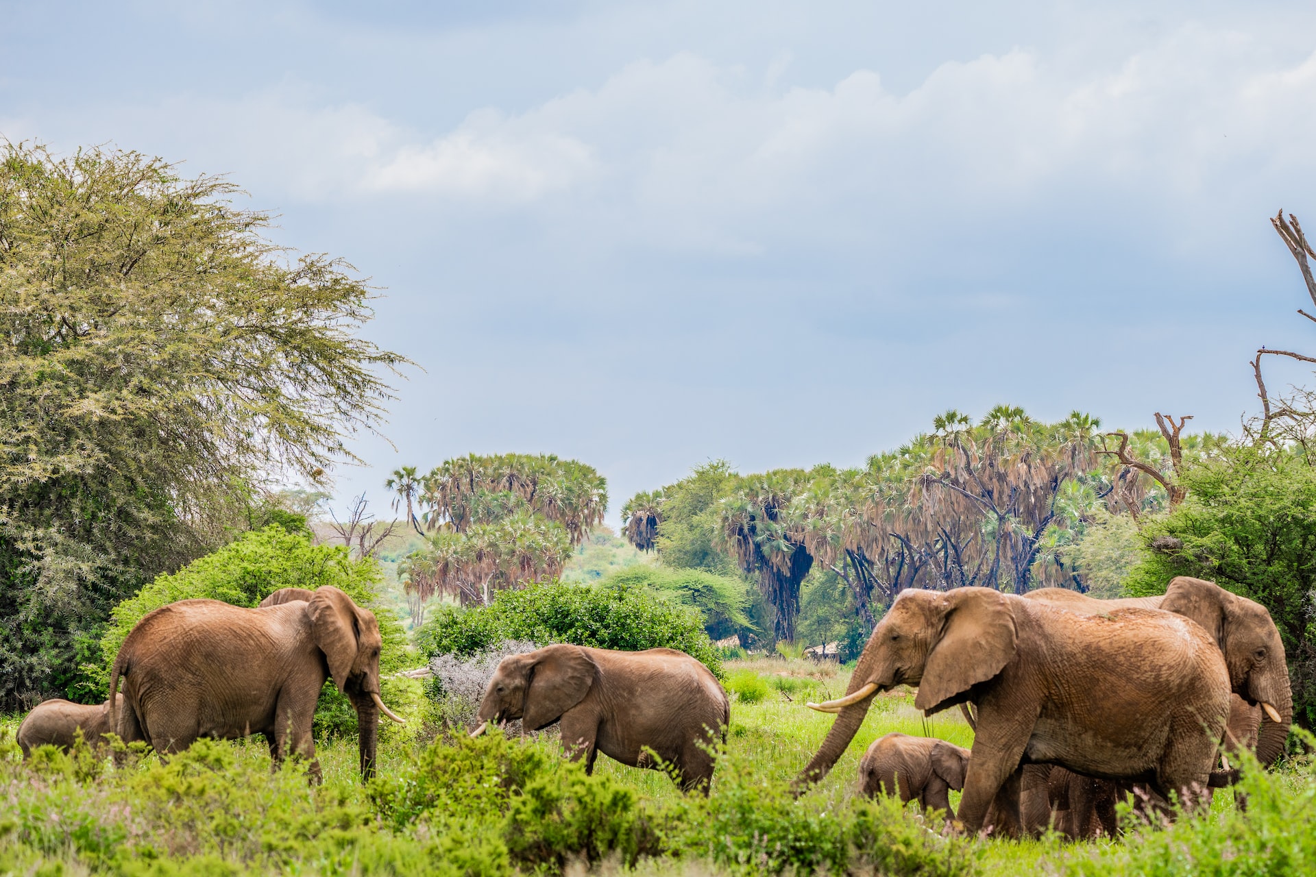 Foto di Photos By Beks | Unsplash Licence KENYA EXPERIENCE
