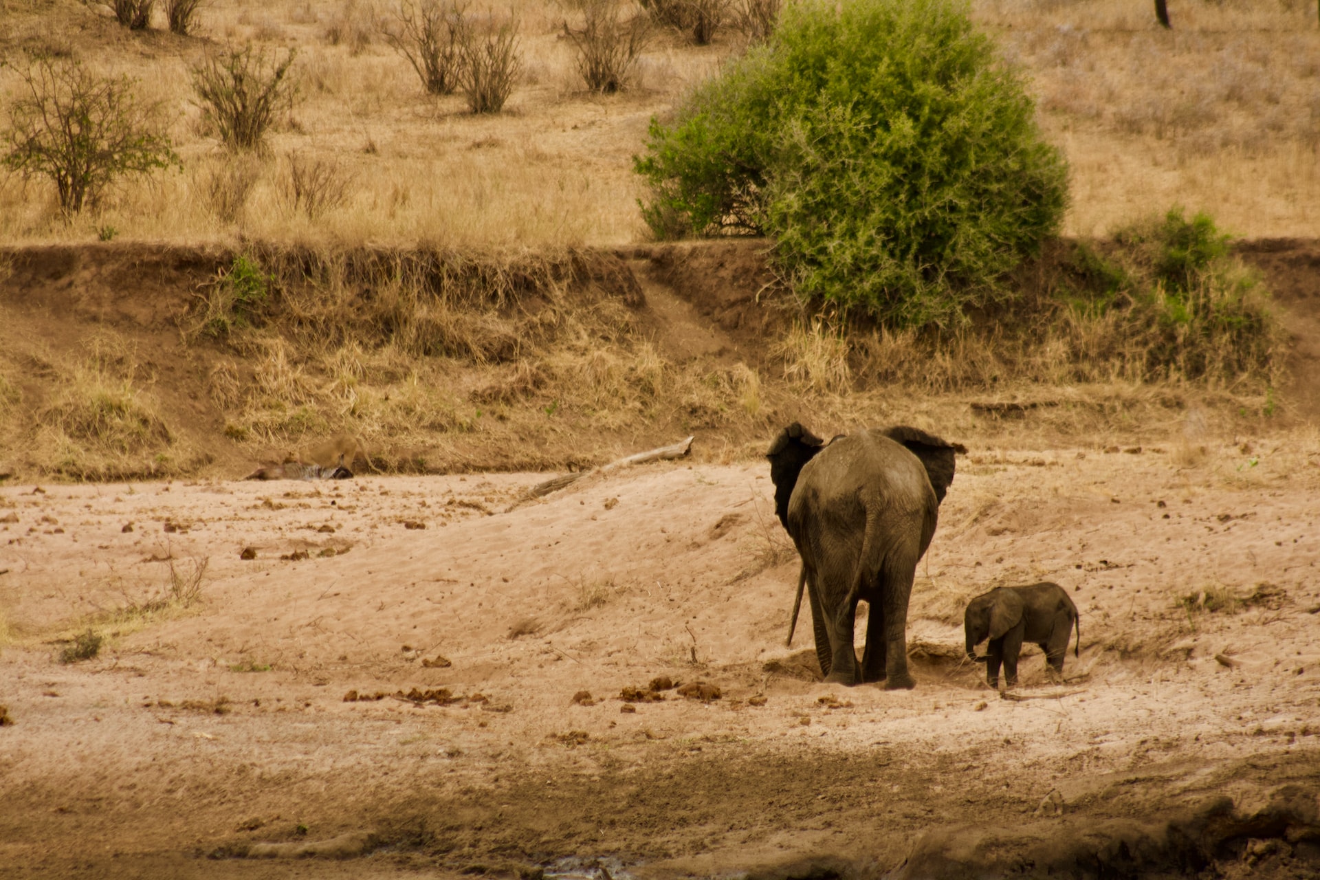Foto di Nad Hemnani | Unsplash Licence TANZANIA EXPERIENCE
