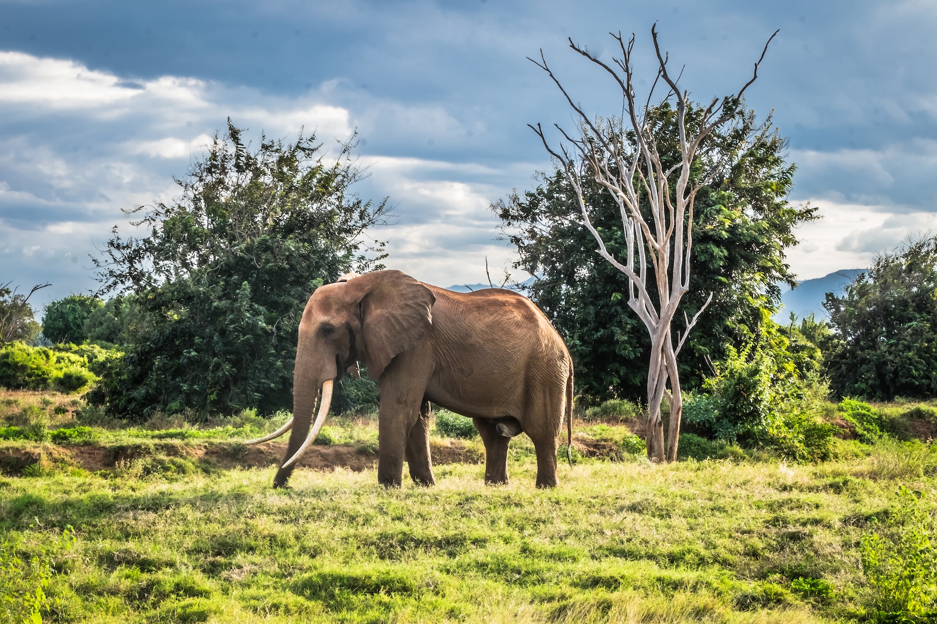 KENYA EXPERIENCE TSAVO N.P. in BUSH CAMP