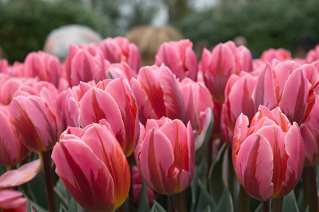 Losanna,Lago Lemano e la festa dei tulipani