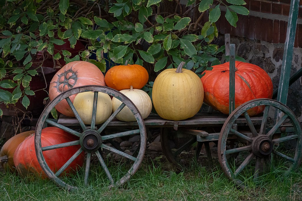 Foto di FrankBothe | CC-BY-SA-4.0 Piozzo e la sagra della zucca